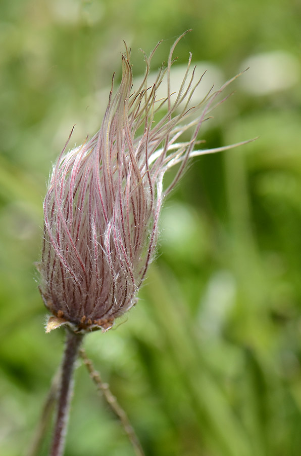 Dryas octopetala